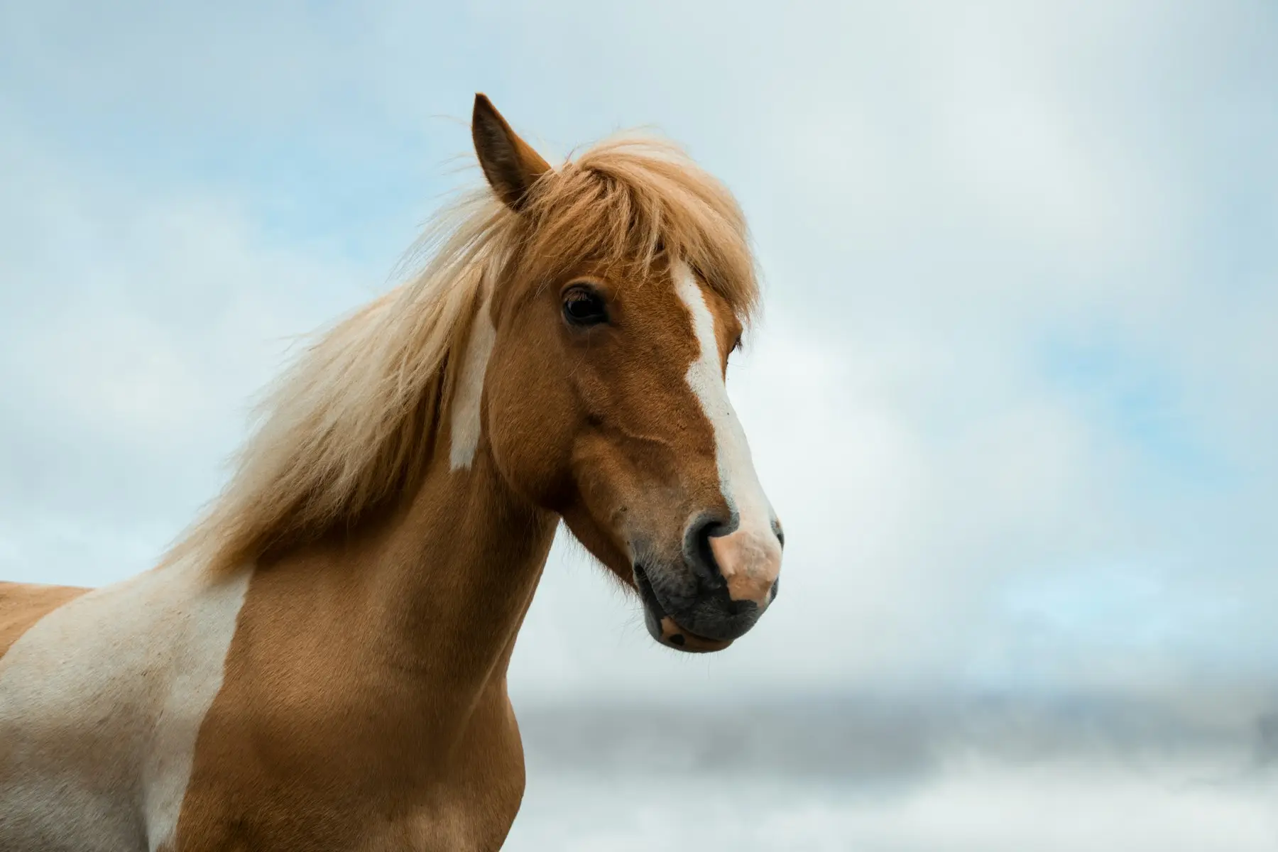 Poney à la crinière claire