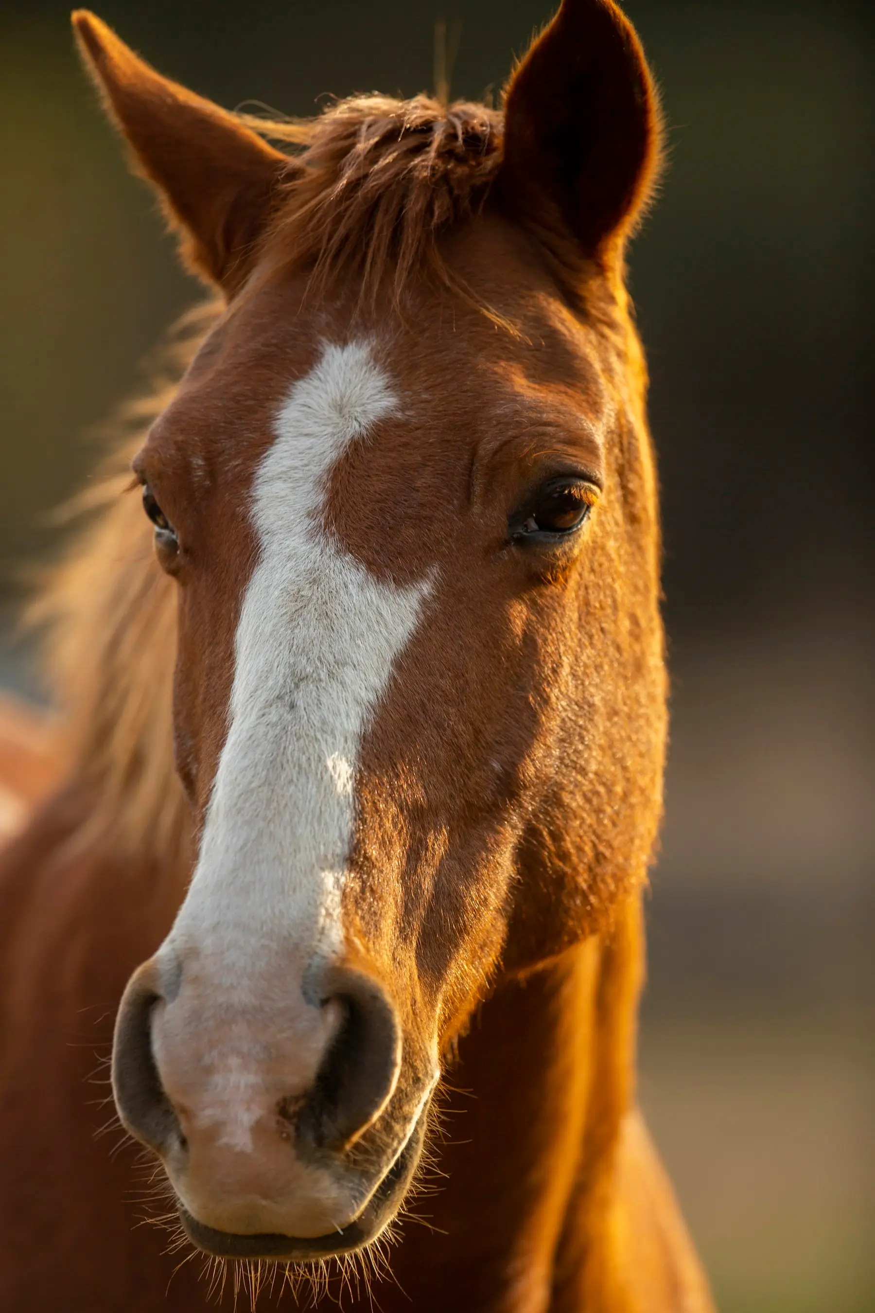 Portrait d’un cheval alezan